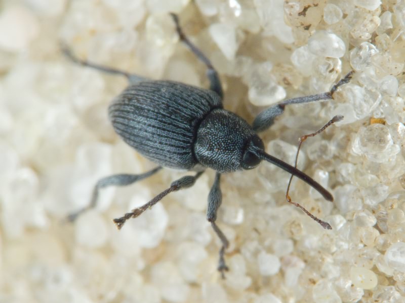 Archarius salicivorus (Paykull, 1792)